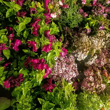 Close-up view of Pansy and Petunia plants at the Botanical Gardens in Kolkata, West Bengal, India.