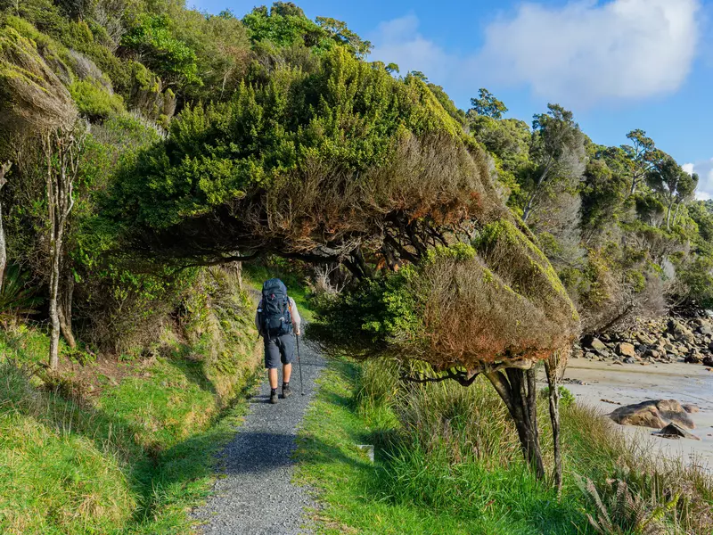 A hiker walks through a path that's framed by trees along a sandy beach.