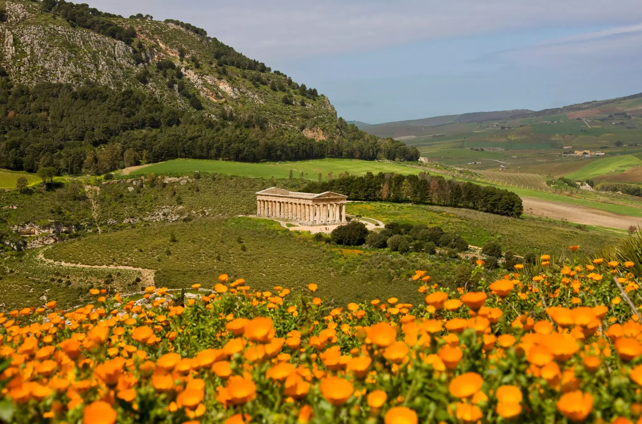 A view of the Doric temple of Segesta, with flowers in the foreground and grass, trees and mountains in the center and background