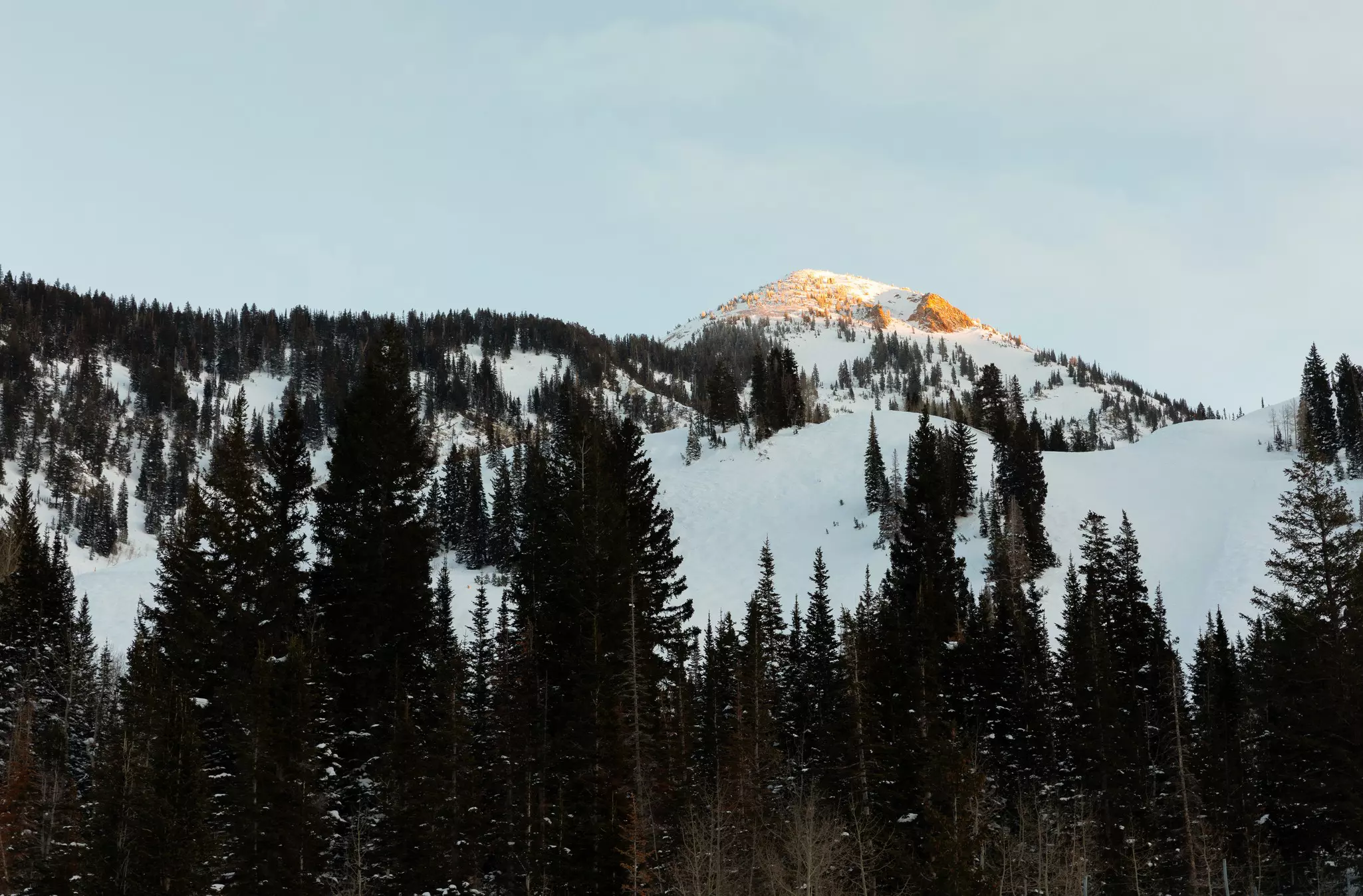 Alpine trees and snowy mountains at sunset.