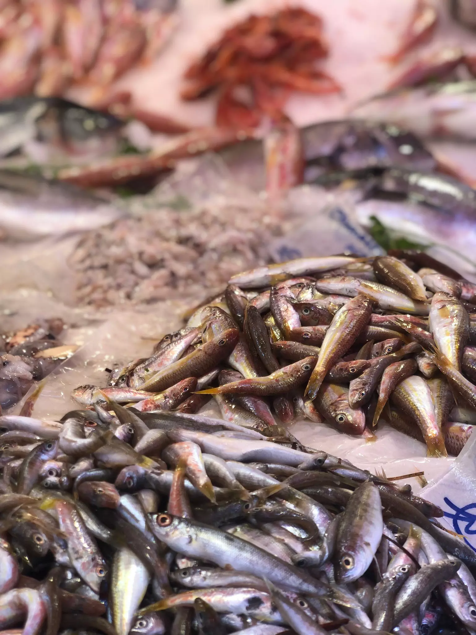 An array of fish at Mercato del Capo.