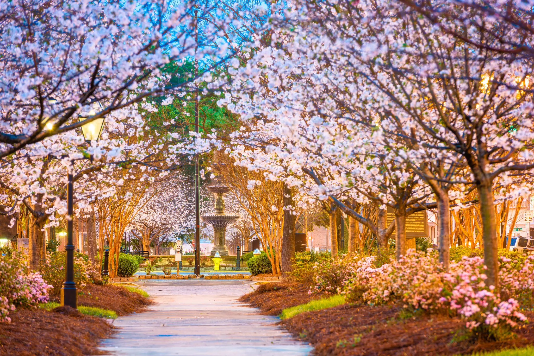 Yoshino cherry trees in all their glory in Macon, Georgia © Getty Images/iStockphoto