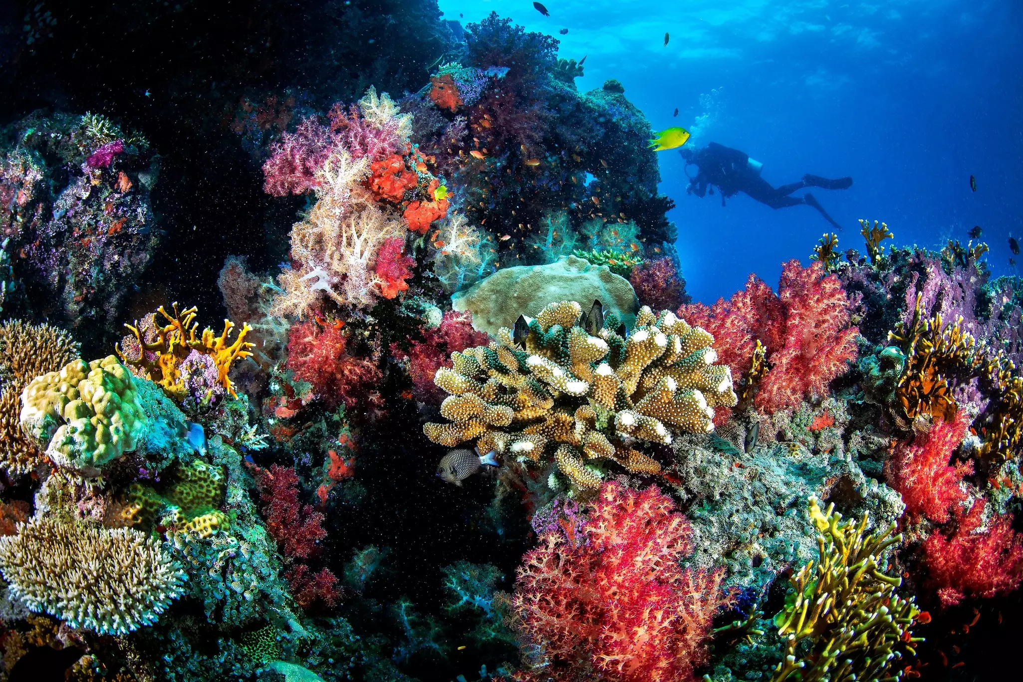 Corals in a range of bright colors – green, blue, red and yellow – form a cluster in an underwater scene. A scuba diver is visible in the background, behind the reef.