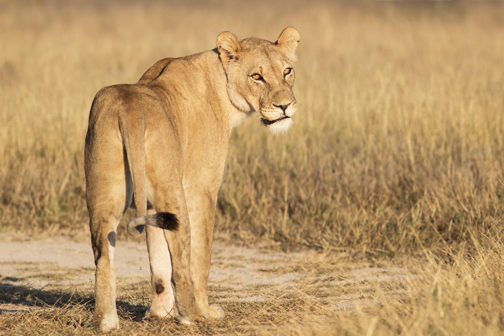 portrait of a lioness standing in the dry grassland of Khutse Game Reserve, Botswana, Africa; Shutterstock ID 220553704; your: Bridget Brown; gl: 65050; netsuite: Online Editorial; full: POI Image Update