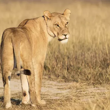 portrait of a lioness standing in the dry grassland of Khutse Game Reserve, Botswana, Africa; Shutterstock ID 220553704; your: Bridget Brown; gl: 65050; netsuite: Online Editorial; full: POI Image Update