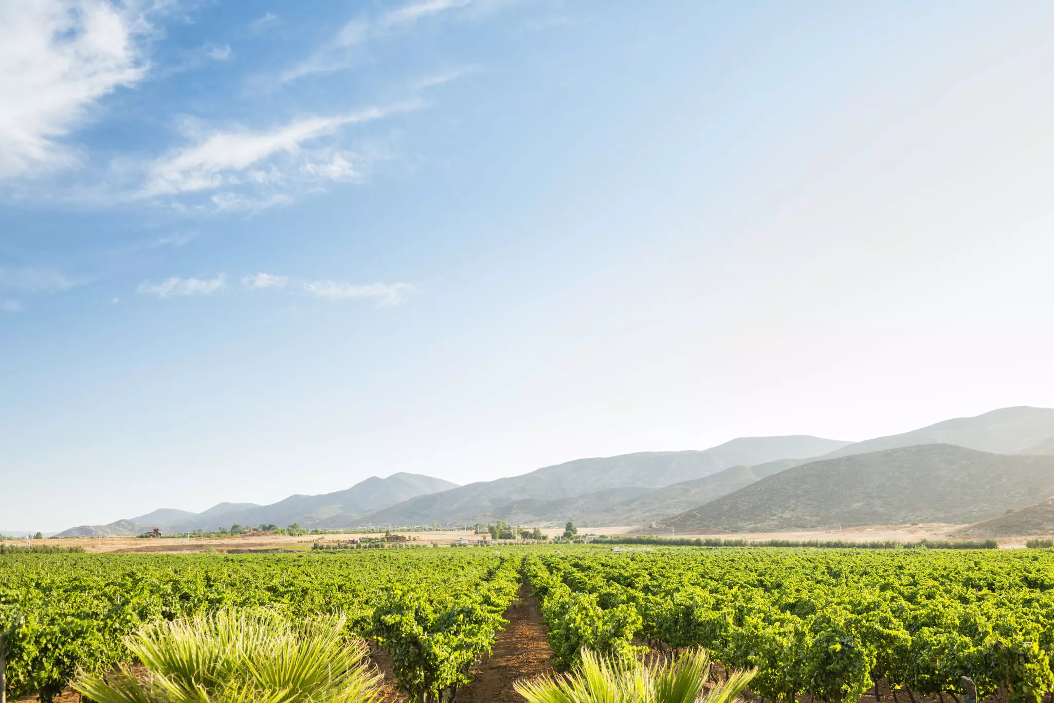 Valle De Guadeloupe, Ensenada, Baja California, Mexico. Vines stretch to the northern hills of Valle De Guadeloupe, Ensenada, Baja California, Mexico.