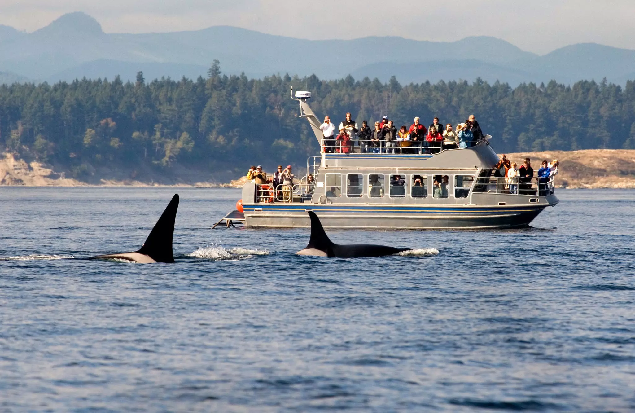 The fins of two whales cut through the surface of the ocean as passengers on a tour boat watch on nearby.