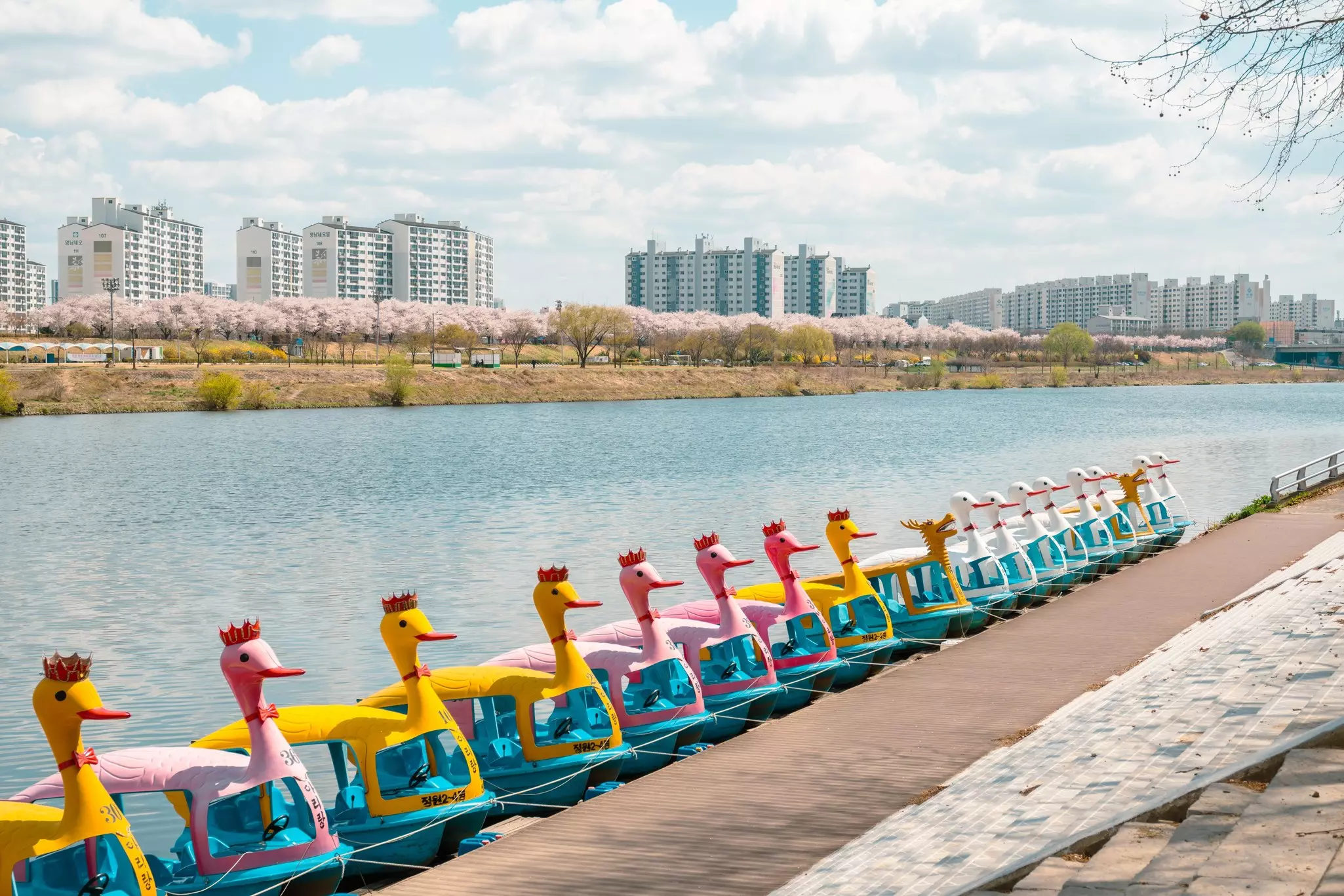 Small boats shaped like ducks line a riverside on a sunny day