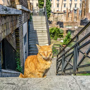 A tabby cat sits on steps at an archaeological site in a city.