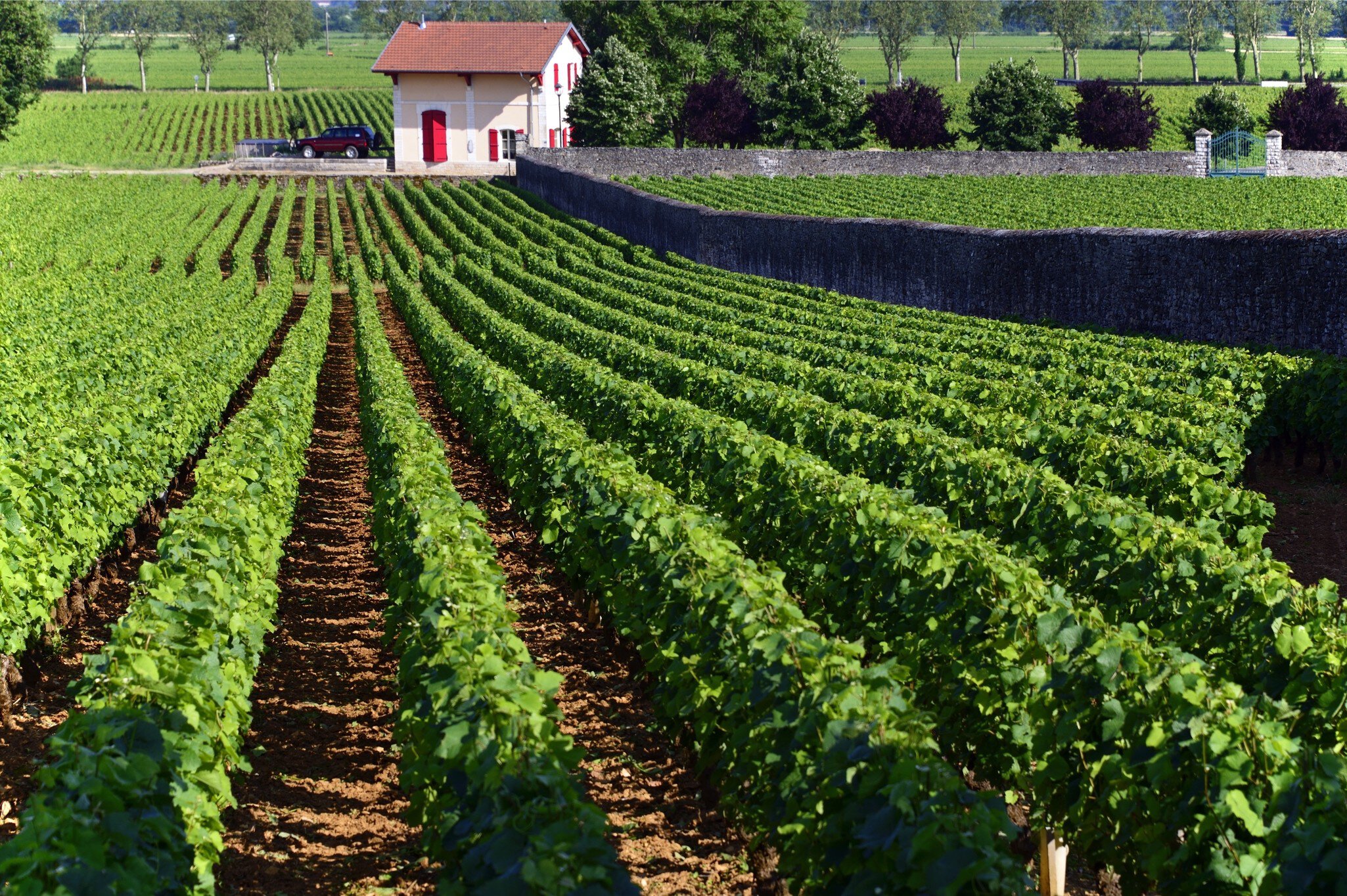 France, Burgundy, Department of Cote dOr, Beaune, View of vineyards