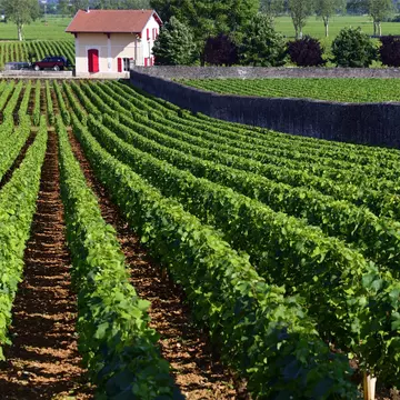 France, Burgundy, Department of Cote dOr, Beaune, View of vineyards