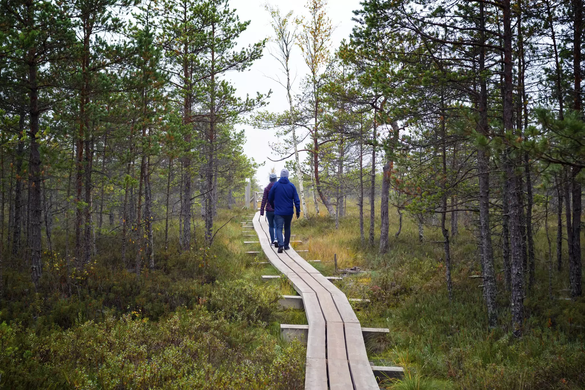 Two people walk along a narrow boardwalk leading through marshland where pines grow.