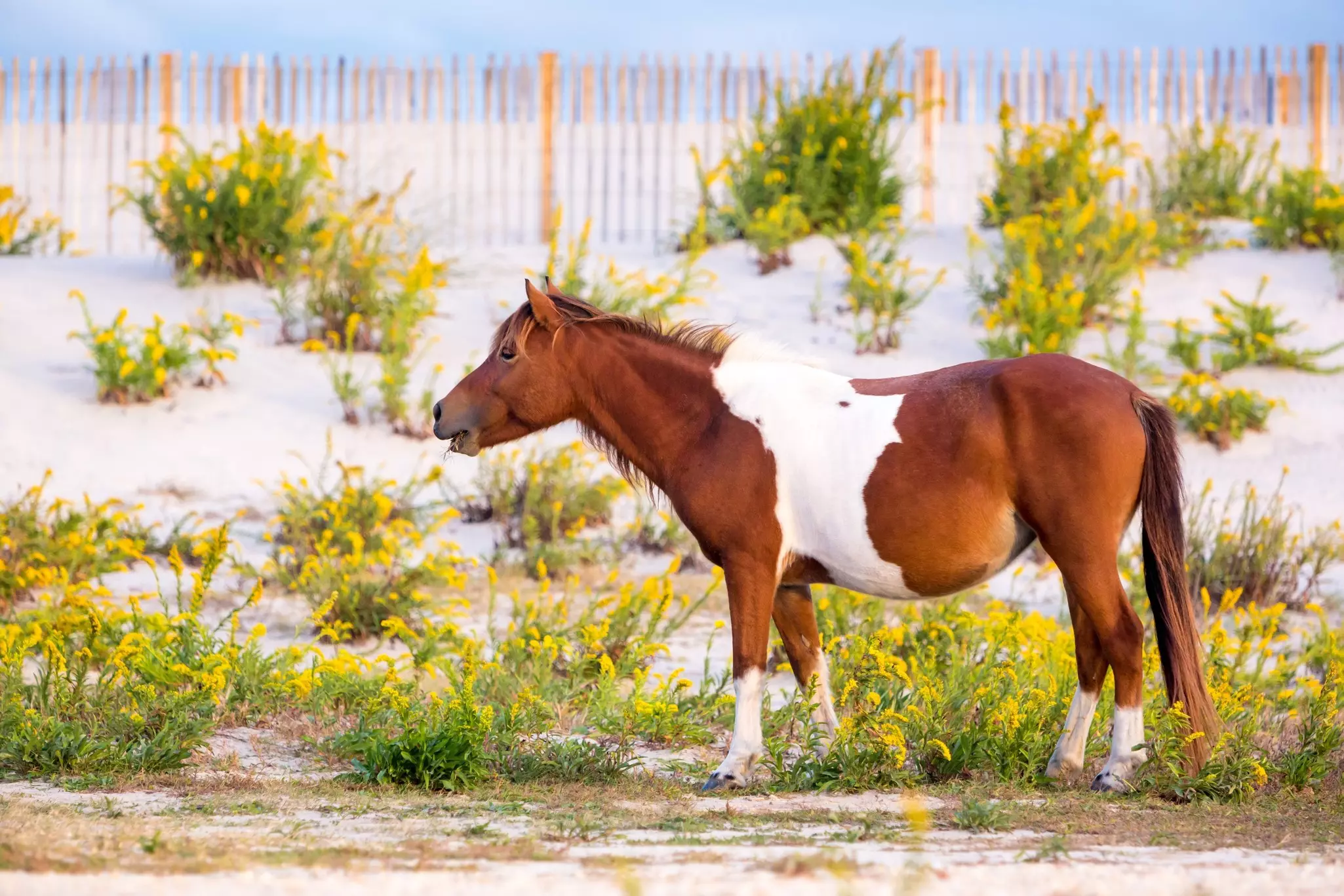 A pinto wild pony near sand dunes at Assateague Island National Seashore, Maryland