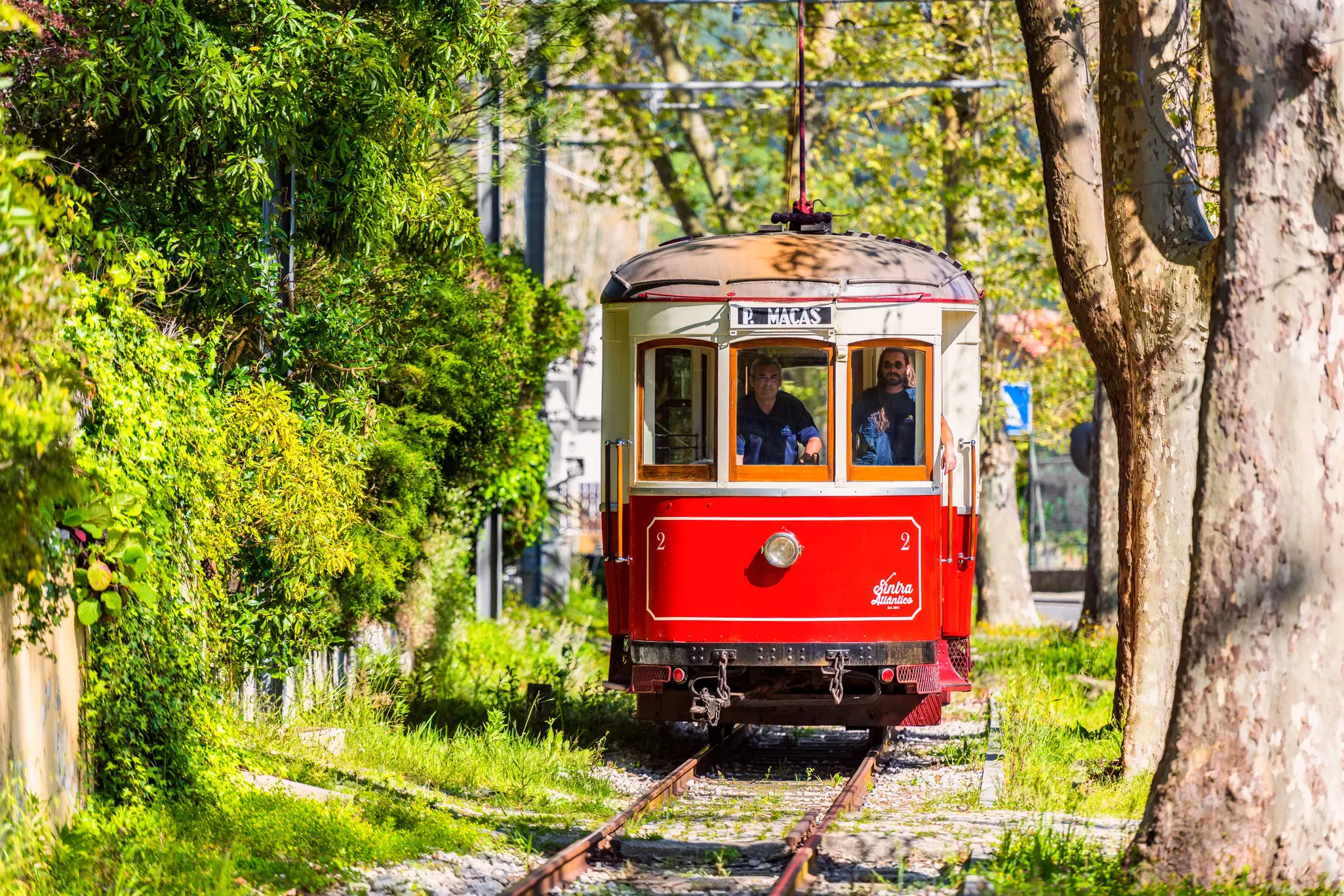 A historic tram painted red is pictured from the front trundling down tracks surrounded by trees