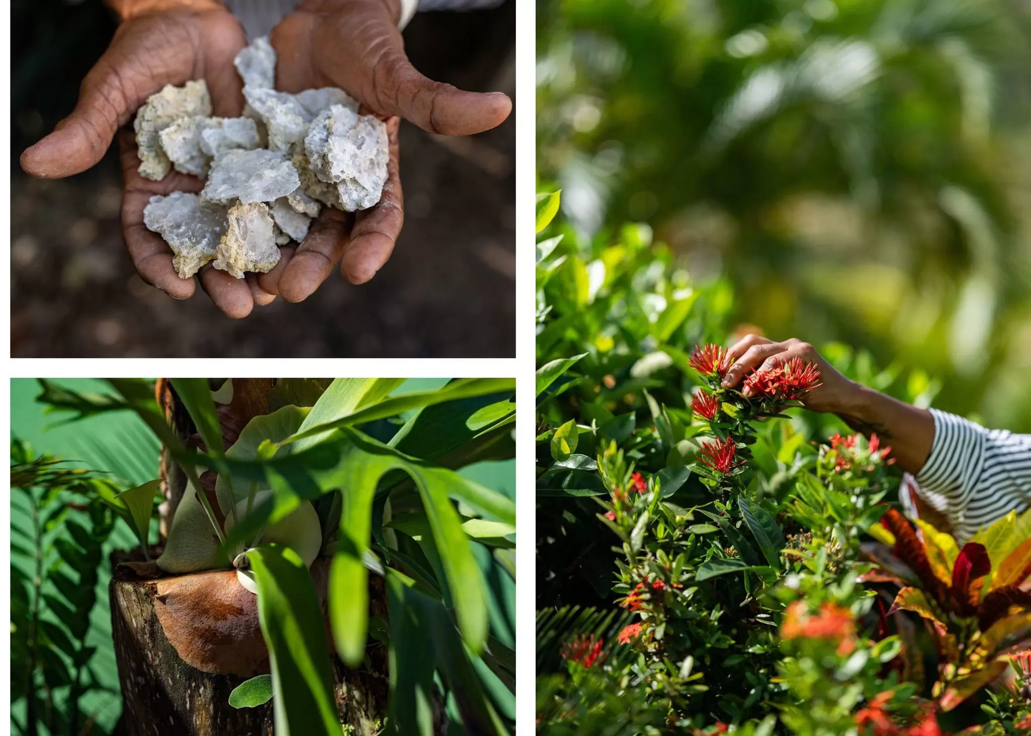 Top left: Crystal deposits from the Silver Hills extinct volcano. Right: Picking flowers for Blyss Day Spa & Gardens. Bottom left: A staghorn fern in the garden. Nancy Borowick for Lonely Planet (3)