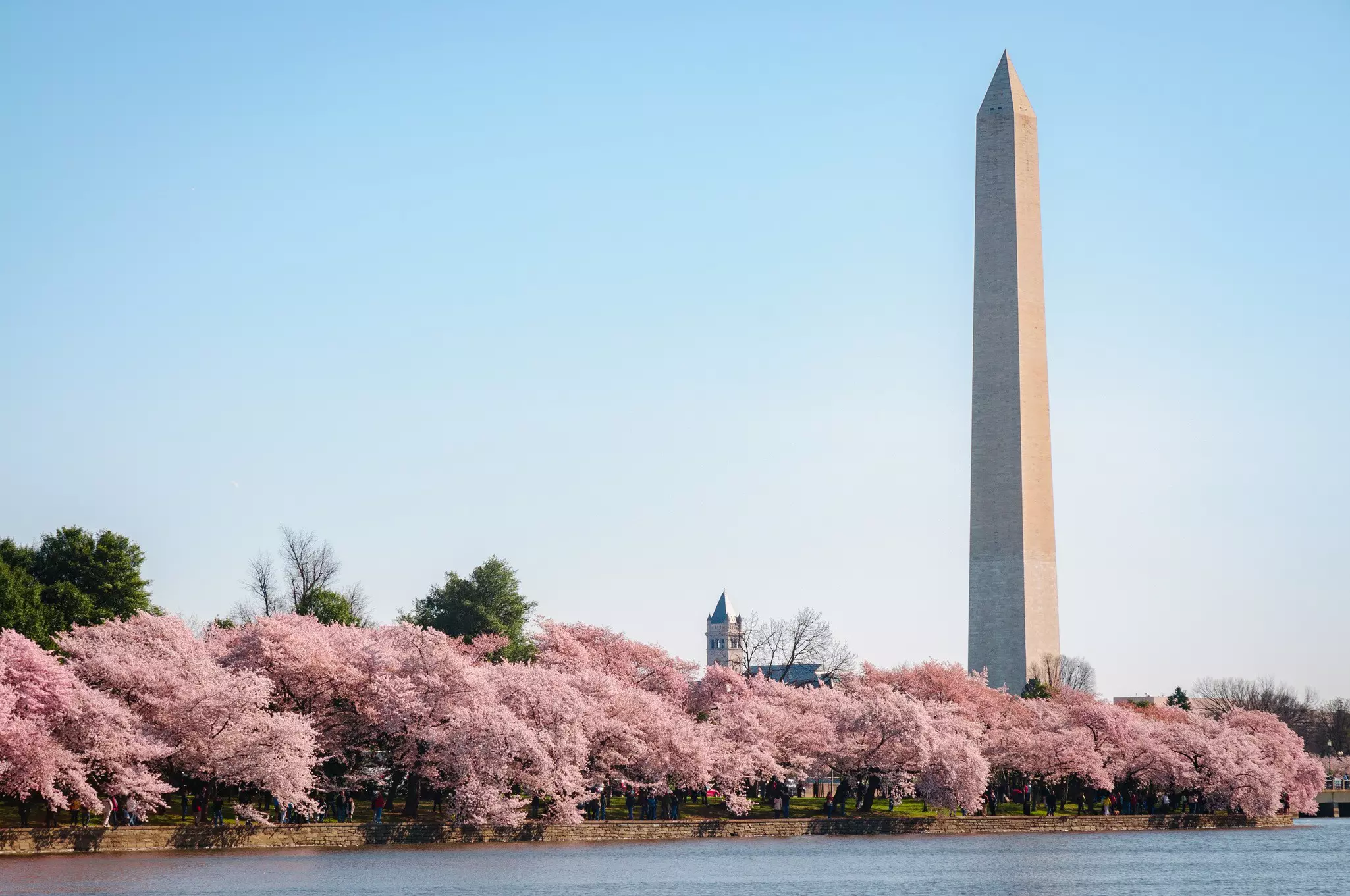 A row of cherry trees in full, pink blossoms run alongside a large waterway near a tall pointed monument.
