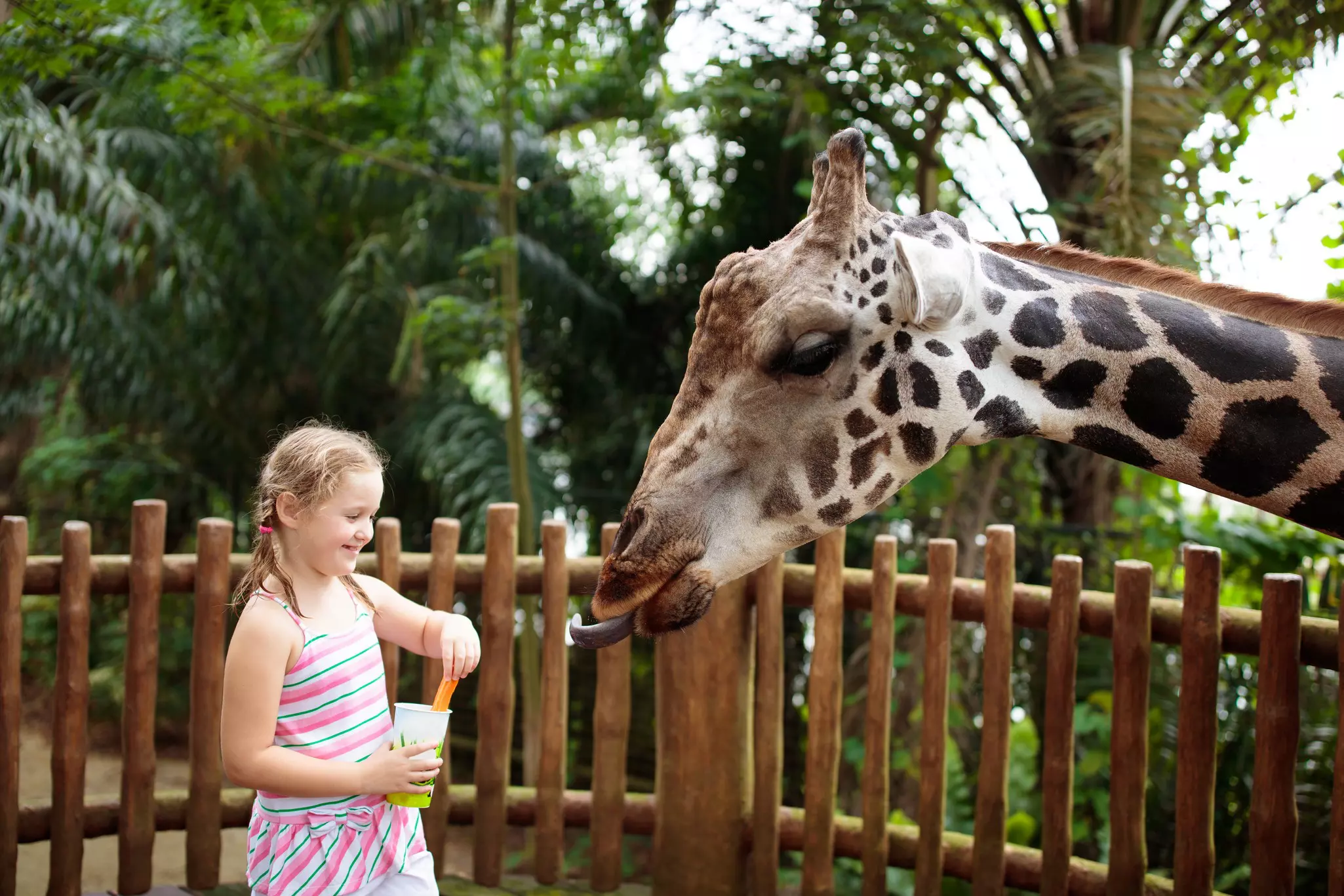 Feeding the giraffes is just one of the memorable wildlife encounters at Singapore Zoo © FamVeld / Getty Images