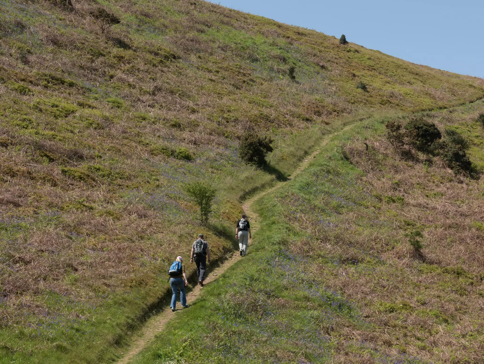 Group of Three Walkers, one Male and two Female, on North Hill on the South West Coastal Path between Minehead and Porlock Weir in Somerset, England, UK