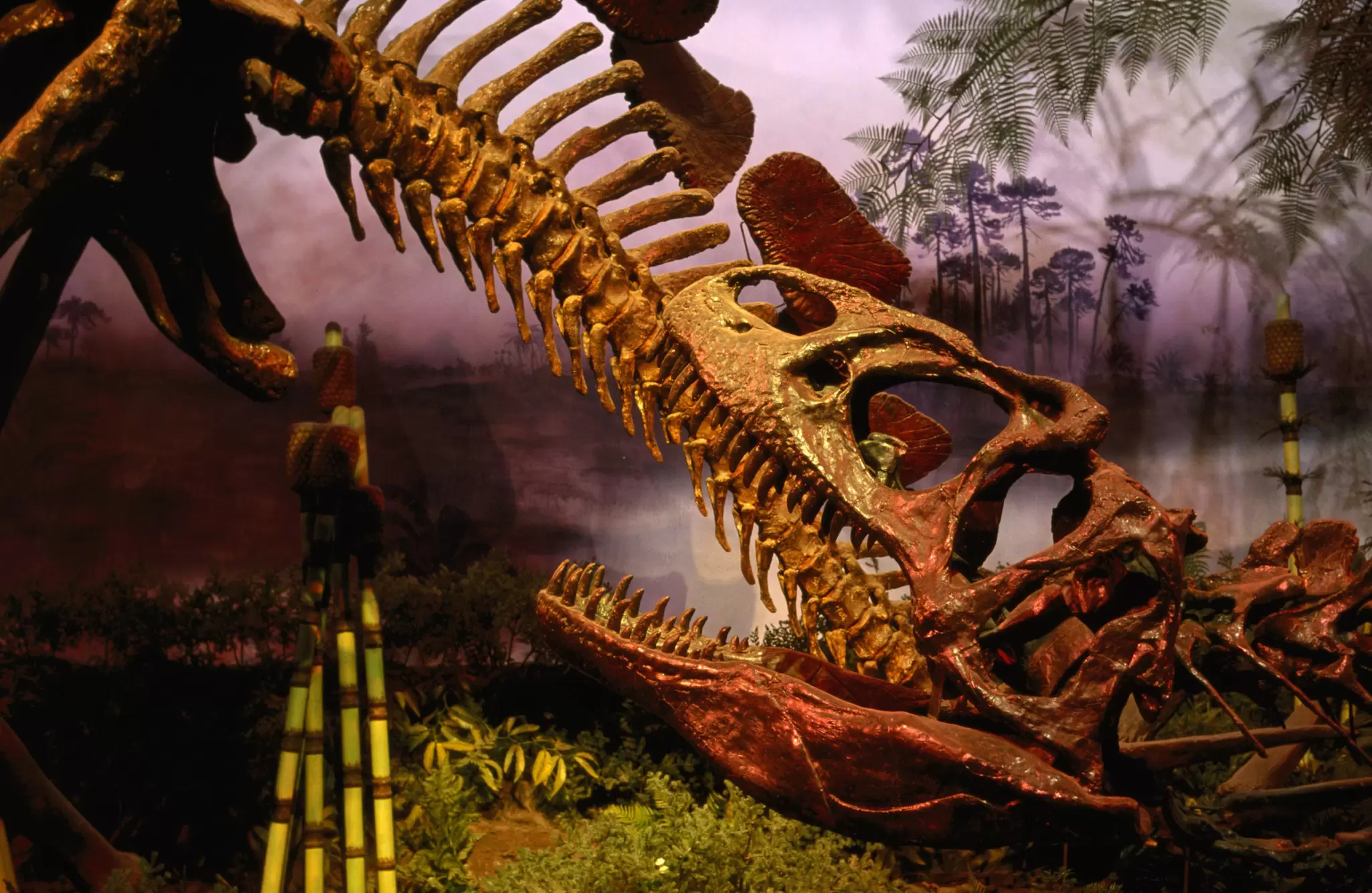 Dinosaur skeleton at Royal Ontario Museum