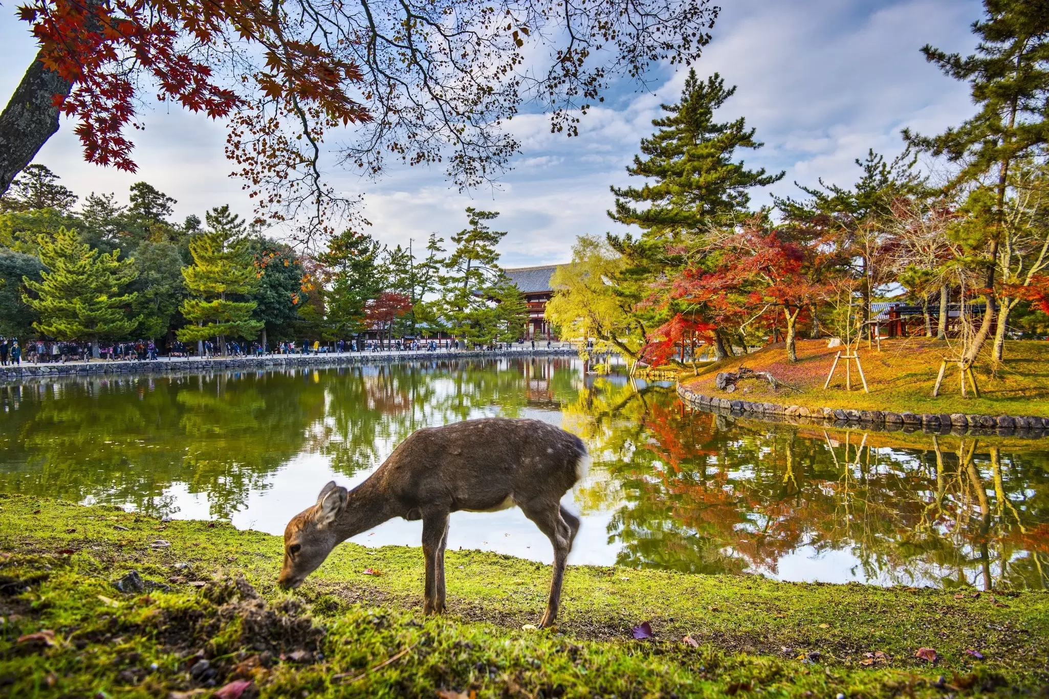 A deer grazes beside a river in an ancient city, Nara, Japan.