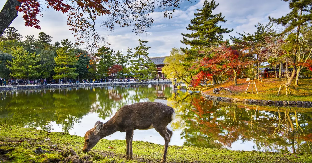 Top things to do in Nara - Lonely Planet
