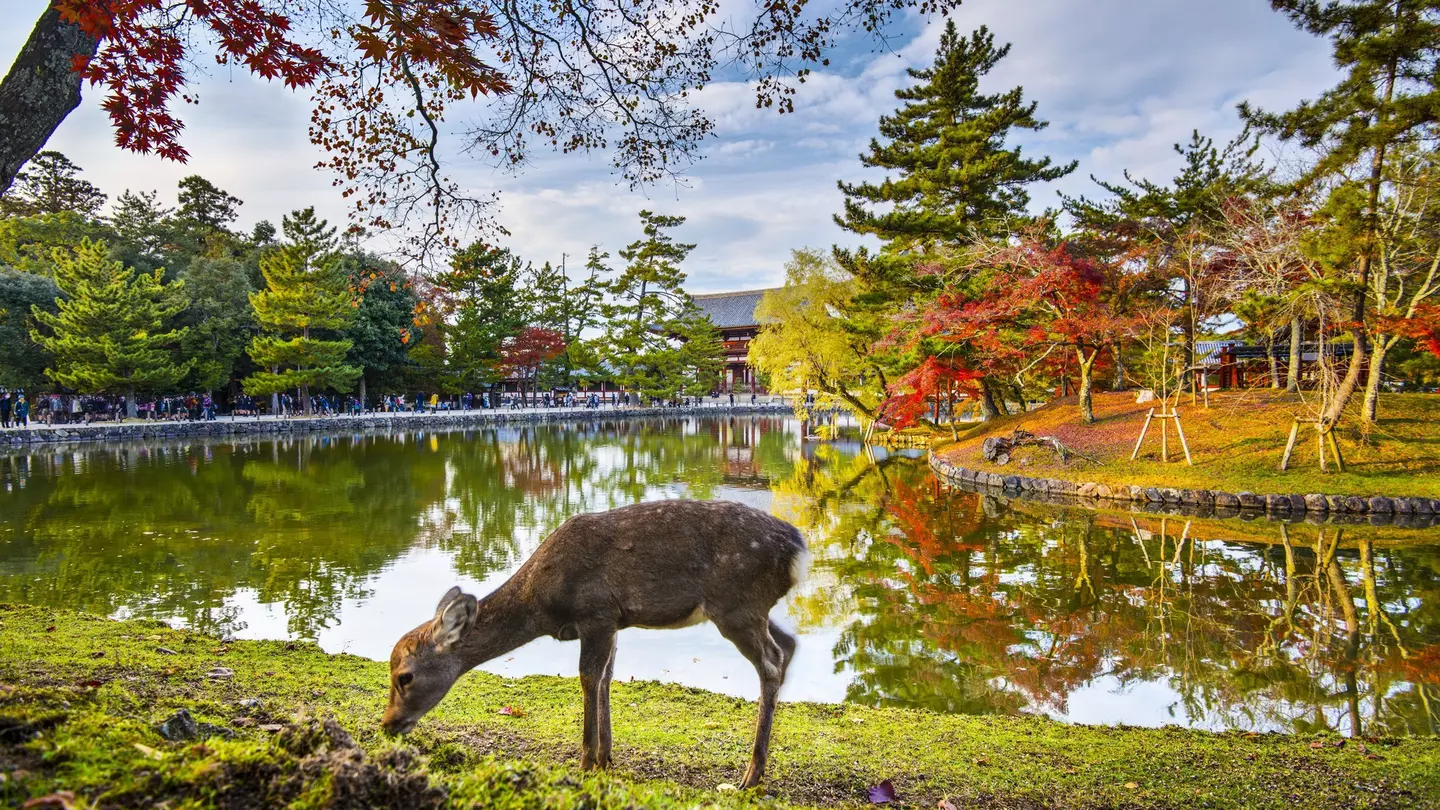 Deer grazes near Todai-ji Temple in Nara, Japan.