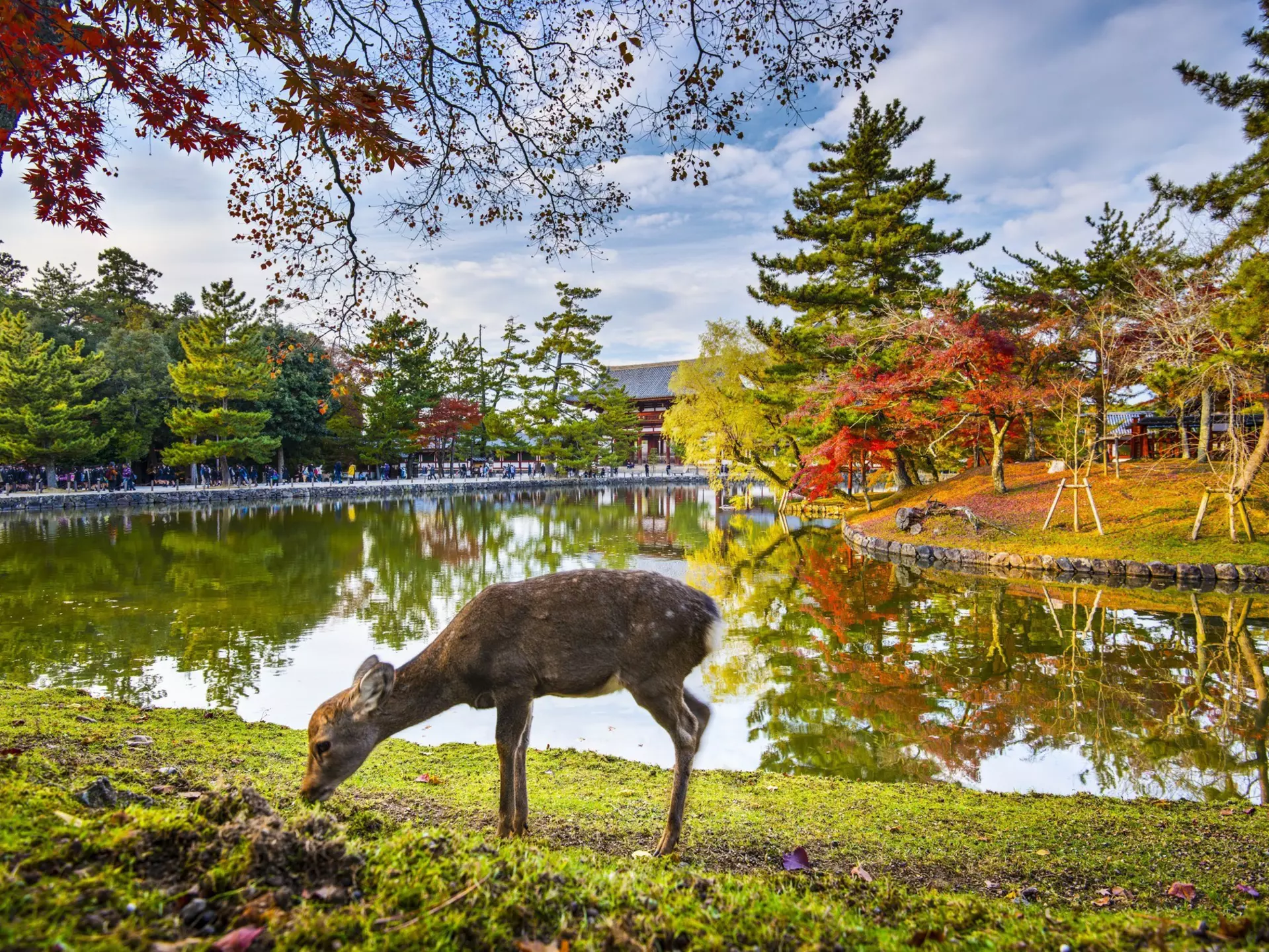 Deer grazes near Todai-ji Temple in Nara, Japan.