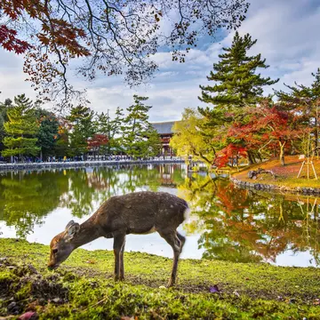 Deer grazes near Todai-ji Temple in Nara, Japan.