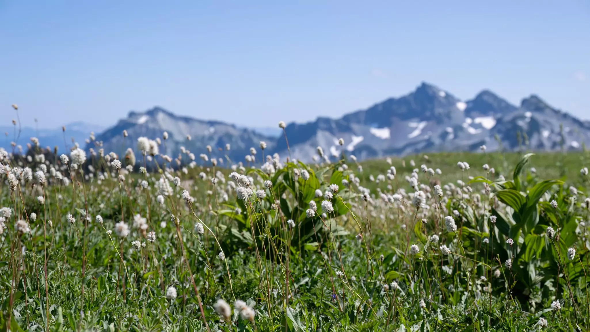 White wildflowers at Skyline Trail. Mountains in the background. Mount Rainier National Park. Washington State., License Type: media, Download Time: 2026-06-01T15:20:52.000Z, User: Sarahstocking, Editorial: false, purchase_order: 65050 - Digital Destinations and Articles, job: Digital, client: All Trails sponsored article , other: Sarah Stocking