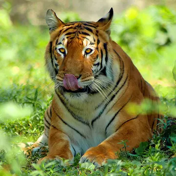 Head to the Sundarbans for a chance to spy the elusive Bengal tiger. Mohd Elias / Getty Images