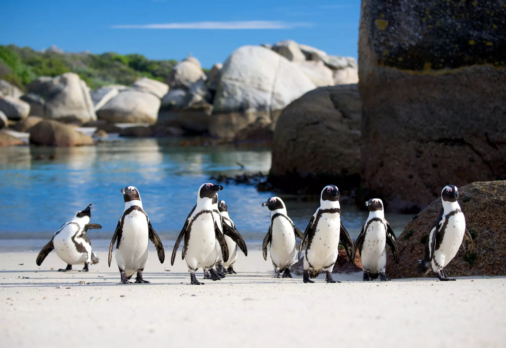 A group of small black and white birds march together on a sandy beach surrounded by large boulders.