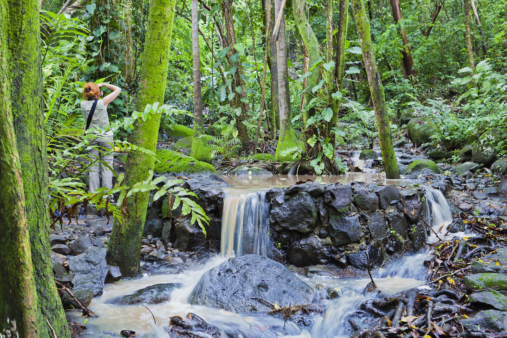 Photographer at the Mamiku Gardens, the largest gardens in Saint Lucia. The winding footpaths escort you among tropical plants and orchids, flowering shrubs and herbs, moving from a small garden to another. A path leads up the hill towards the rui...