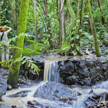 Photographer at the Mamiku Gardens, the largest gardens in Saint Lucia. The winding footpaths escort you among tropical plants and orchids, flowering shrubs and herbs, moving from a small garden to another. A path leads up the hill towards the rui...