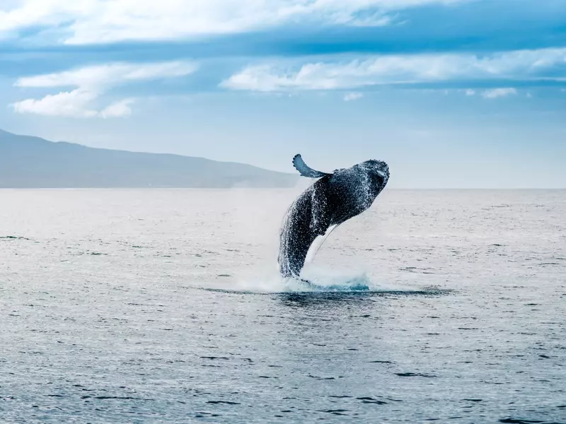 A whale jumping out of the water in Iceland