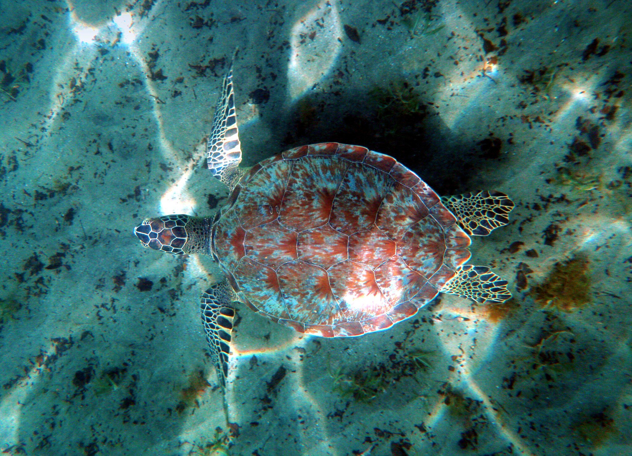 Turtle with a red-brown patterned shell seen from above, gliding over pale sand dappled with rippling sunlight