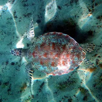 Turtle with a red-brown patterned shell seen from above, gliding over pale sand dappled with rippling sunlight