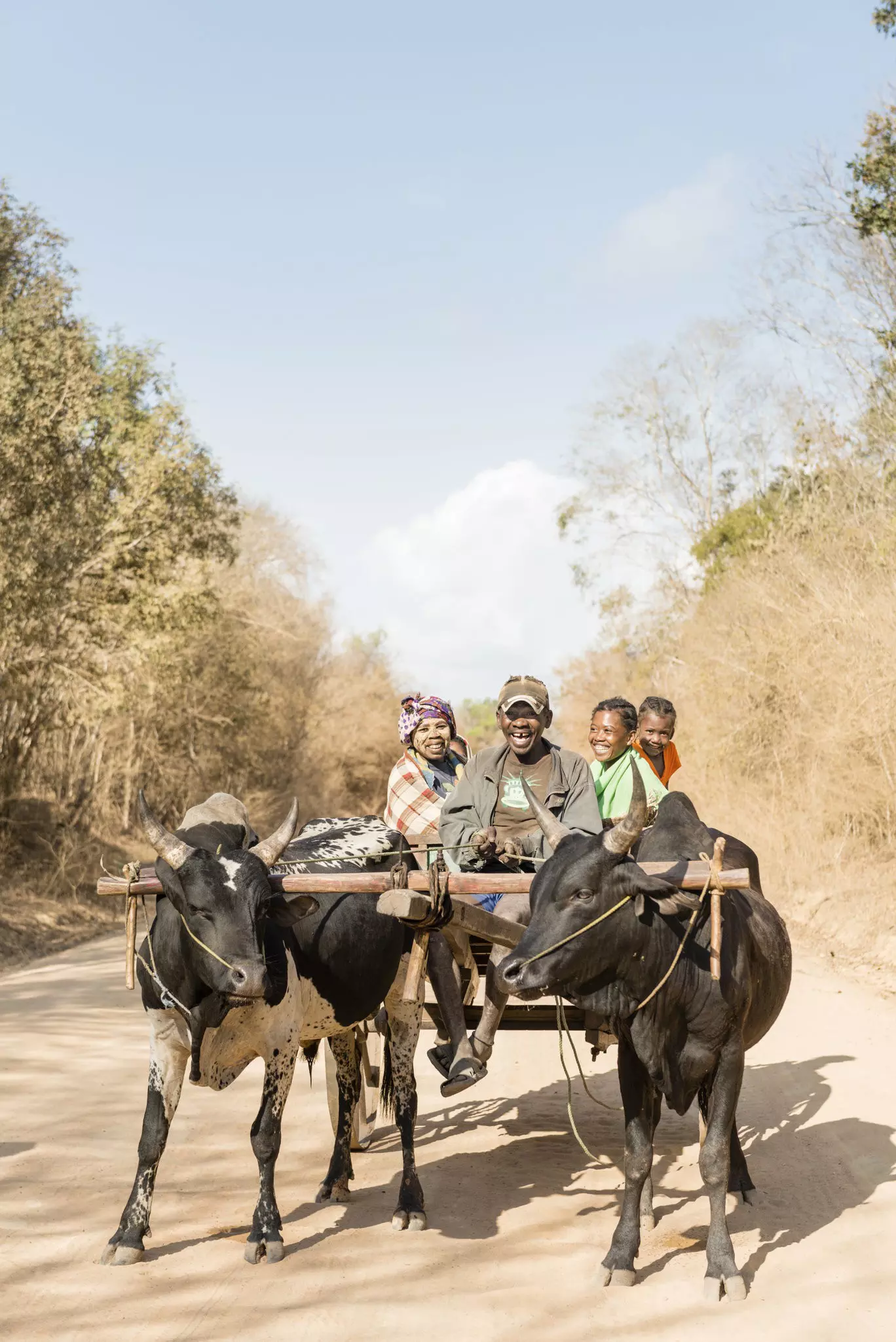 A family on the zebu cart, pulled by cattle on a dirt road