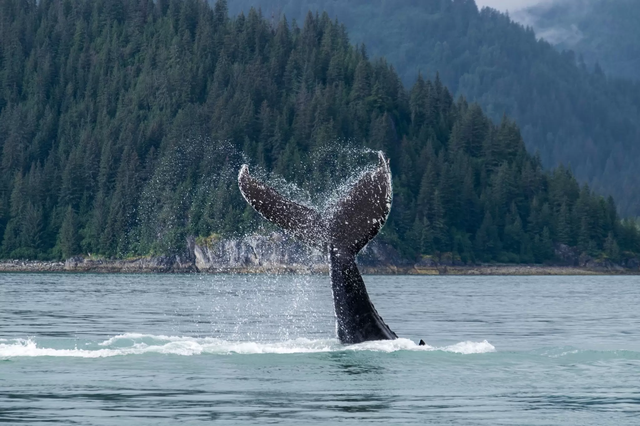 A whale fluke as seen at 3/4 view splashes into the waters of Glacier Bay in Alaska.
