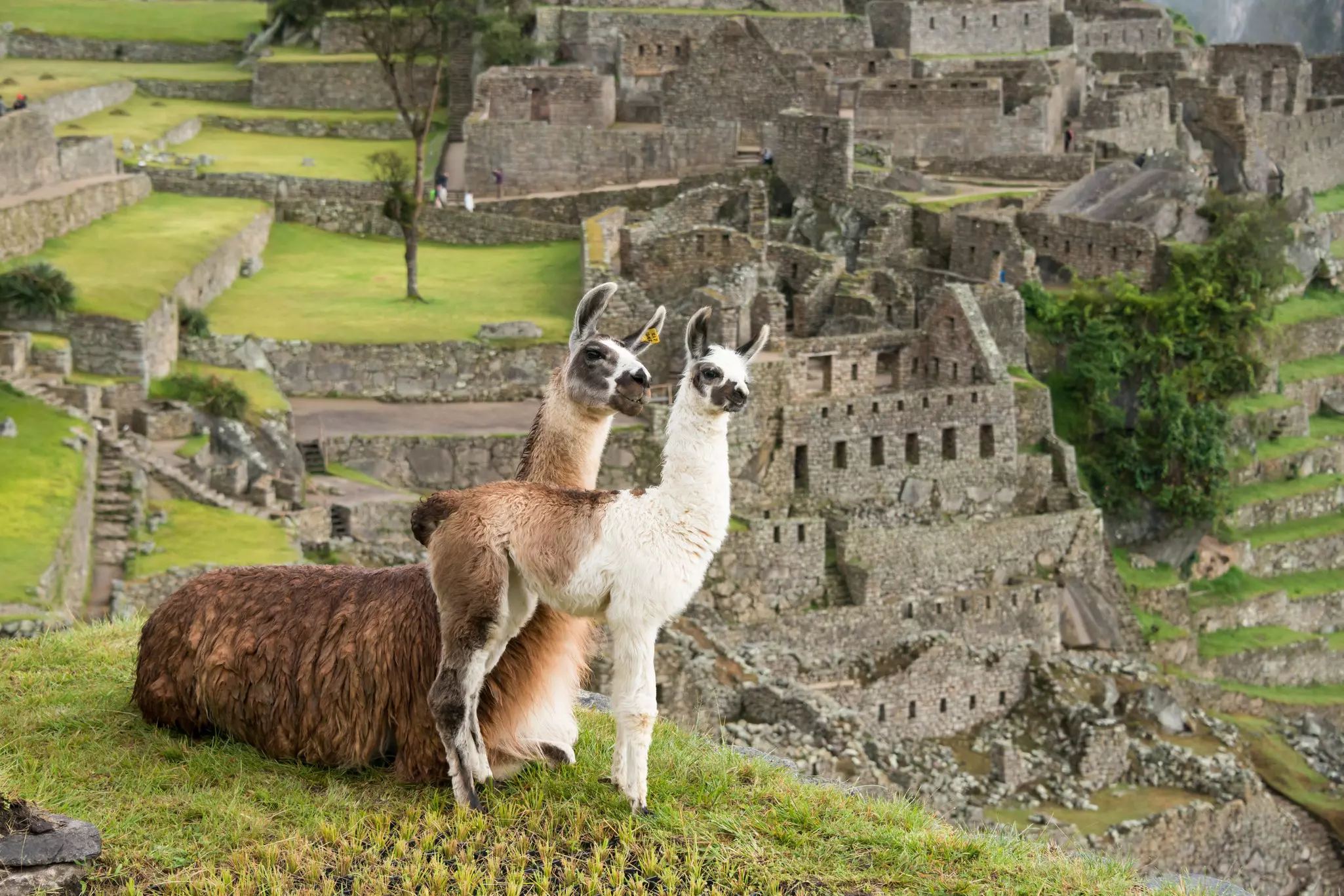 Two llamas standing in front of the ruins of Machu Picchu