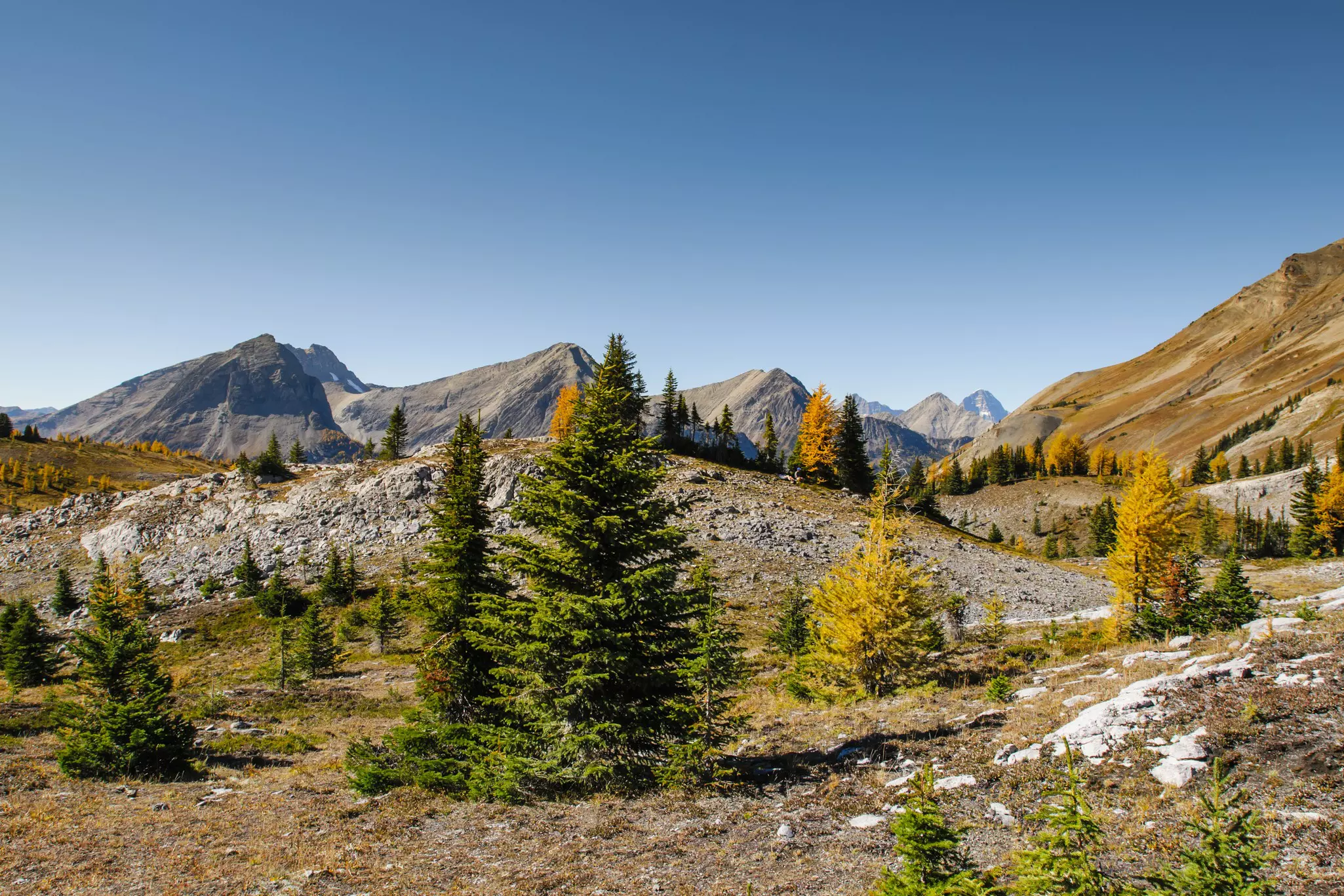 Golden larch trees in the Burstall Pass area of Alberta, Canada, with bare, rocky mountains in the background 