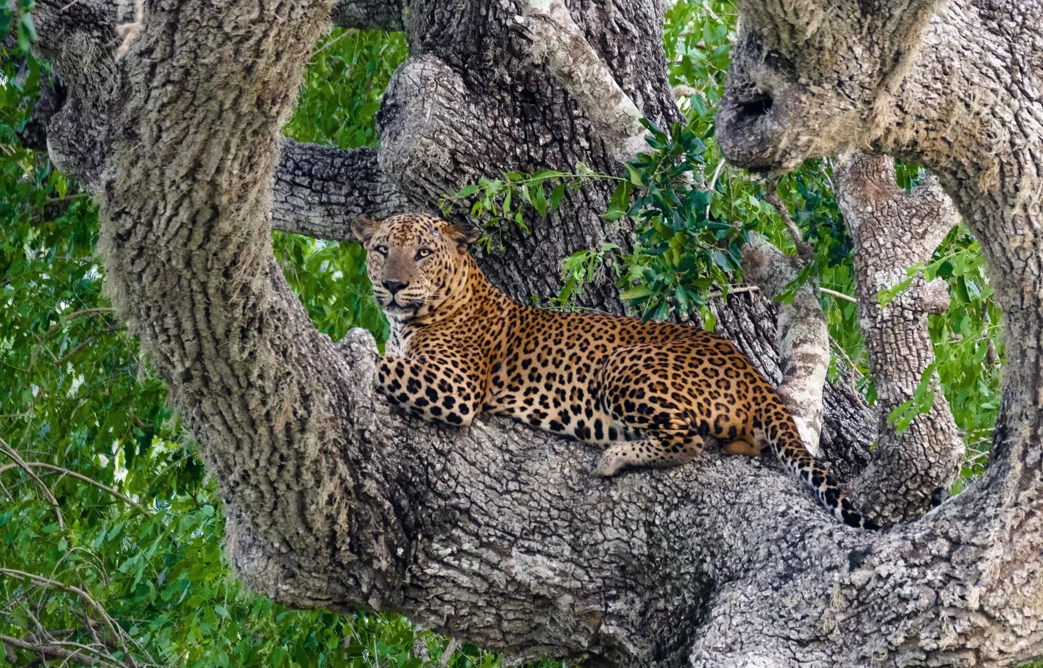 A leopard resting in a tree in Yala National Park, Sri Lanka.