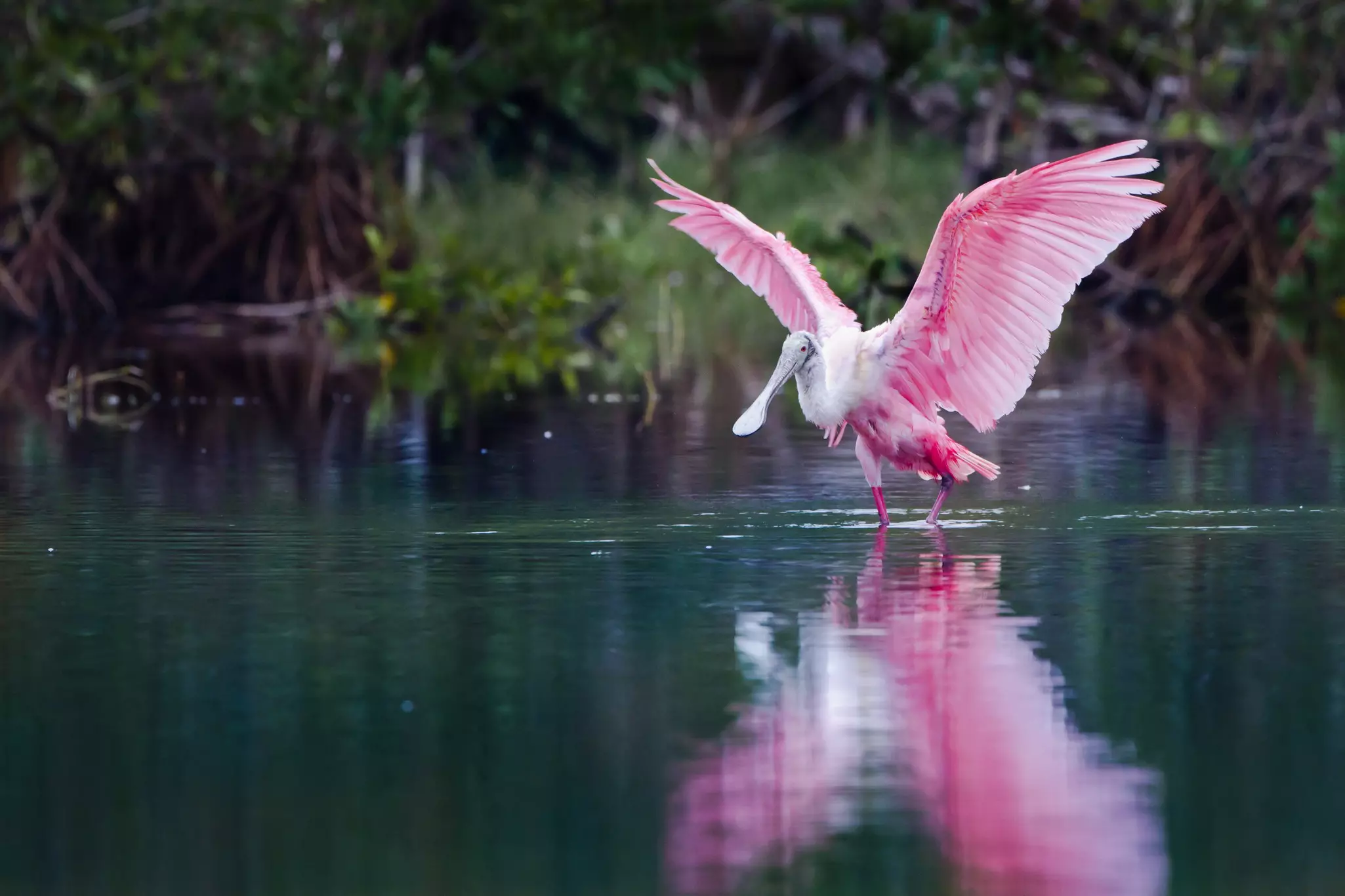 A pink roseate spoon bills spreads its wings in placid water.