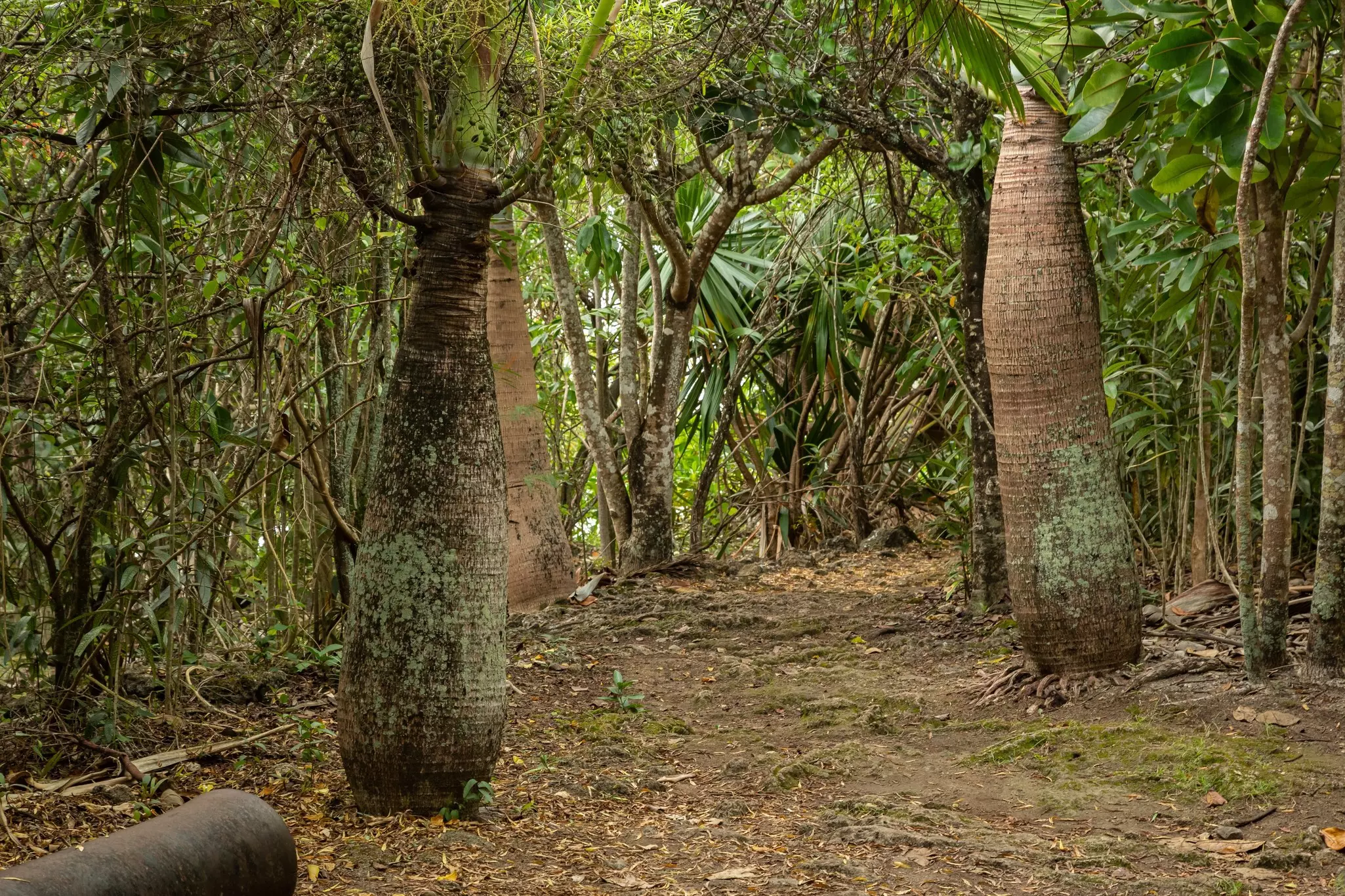 Trees with fat trunks are pictured in a tropical forest.