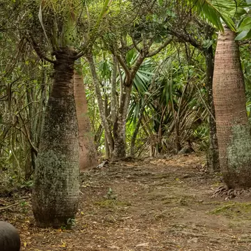 Trees with fat trunks are pictured in a tropical forest.
