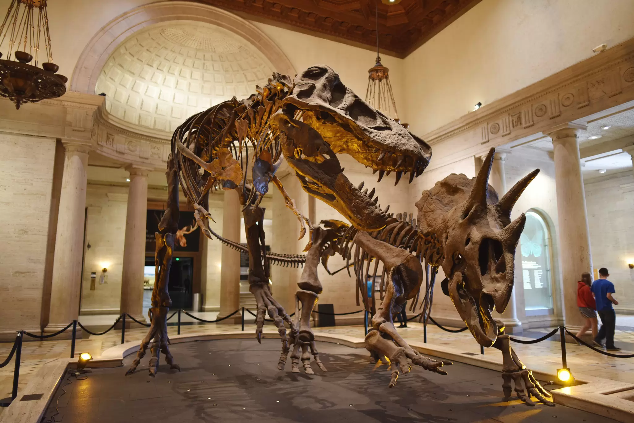 Dinosaur skeletons locked in combat at the Natural History Museum in Los Angeles, California, USA.
