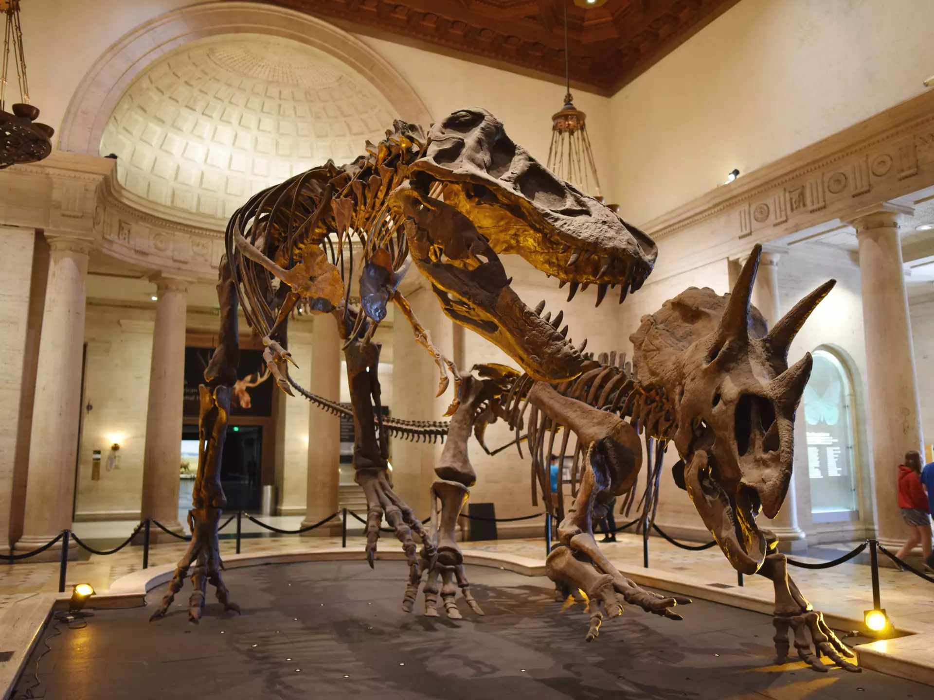 Dinosaur skeletons locked in combat at the Natural History Museum in Los Angeles, California, USA.