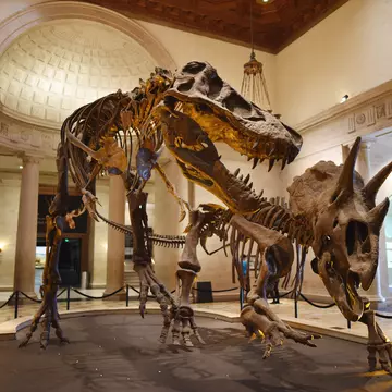 Dinosaur skeletons locked in combat at the Natural History Museum in Los Angeles, California, USA.
