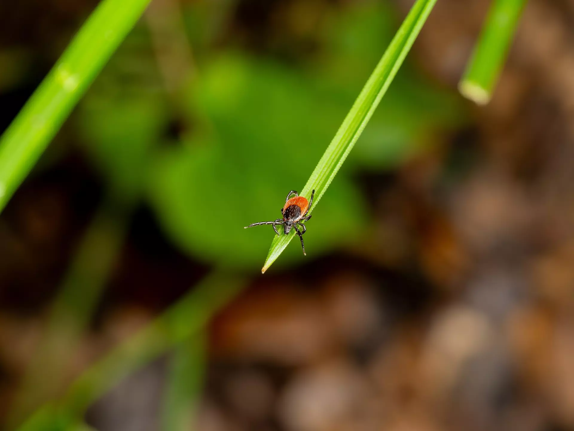 Macro Shot of an Adult Sheep Tick (Ixodes ricinus) on Green Gras, License Type: media, Download Time: 2025-12-03T18:44:02.000Z, User: fabricencoredesign31, Editorial: false, purchase_order: 56530 - Guidebooks, job: Global Publishing-WIP, client: Experience Switzerland 1, other: Fabrice Robin