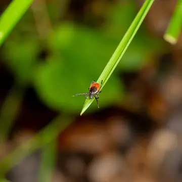 Macro Shot of an Adult Sheep Tick (Ixodes ricinus) on Green Gras, License Type: media, Download Time: 2025-12-03T18:44:02.000Z, User: fabricencoredesign31, Editorial: false, purchase_order: 56530 - Guidebooks, job: Global Publishing-WIP, client: Experience Switzerland 1, other: Fabrice Robin