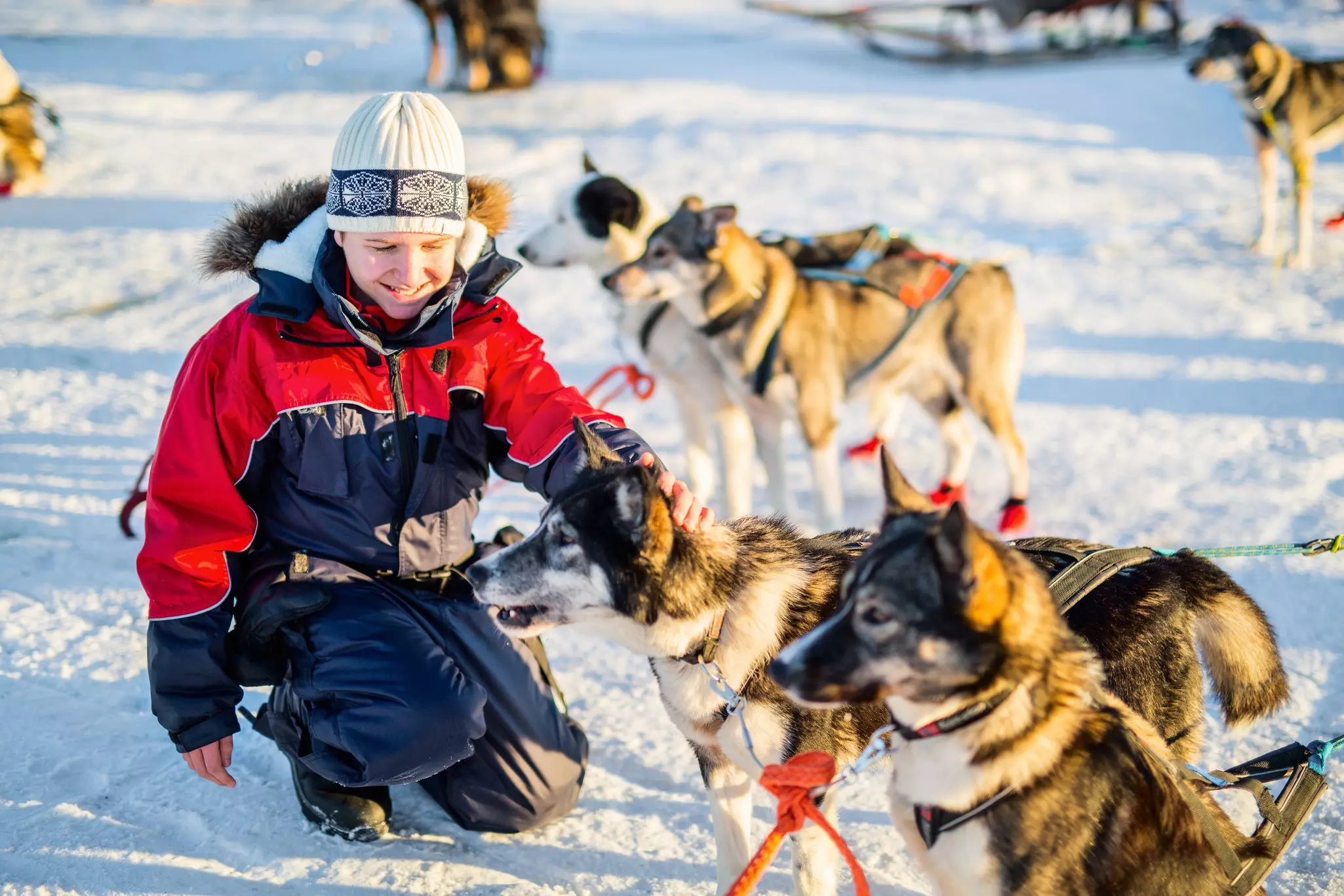 Even the most jaded teenager will warm to a team of husky sled dogs © BlueOrange Studio / Shutterstock